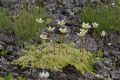 Saxifraga bryoides